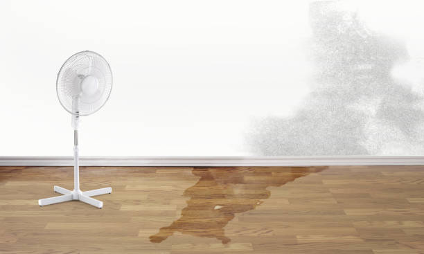 Best Flood damage cleanup  in New Hackensack, NY